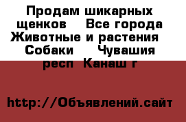 Продам шикарных щенков  - Все города Животные и растения » Собаки   . Чувашия респ.,Канаш г.